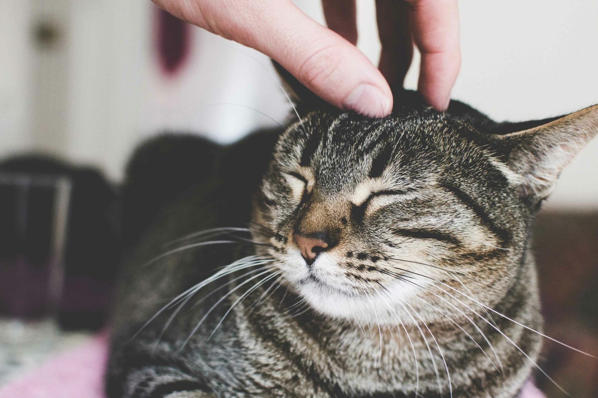Caring for Your Pet After Surgery