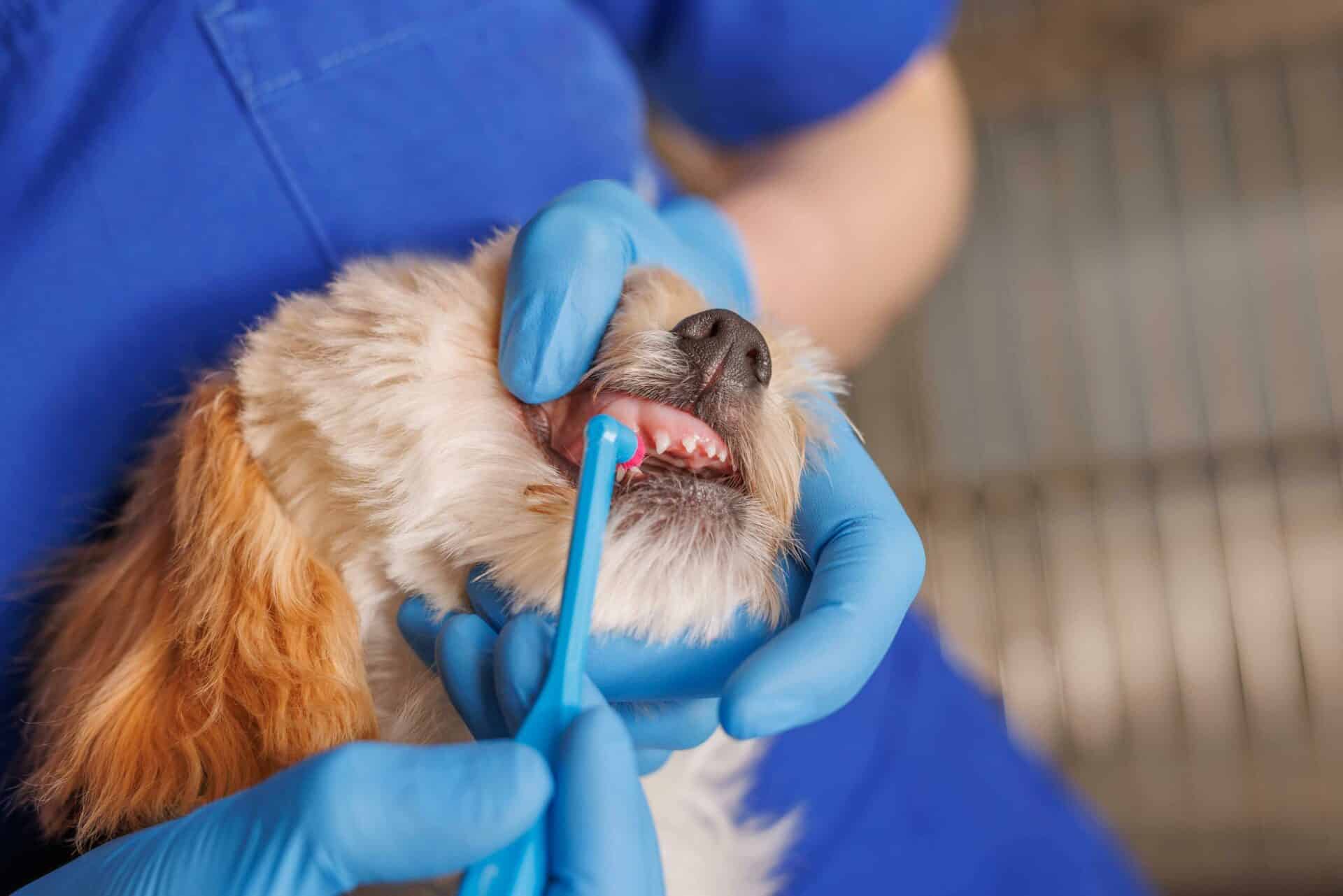 Dentistry