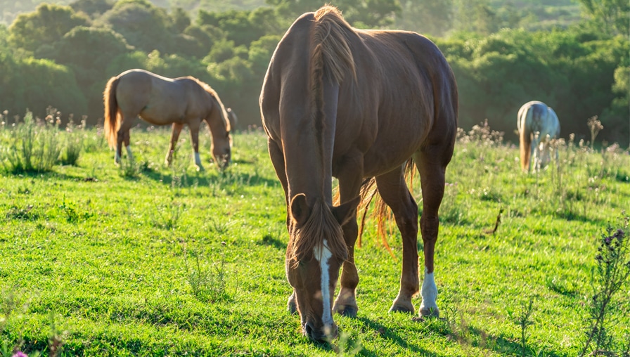 Equine Toxicities