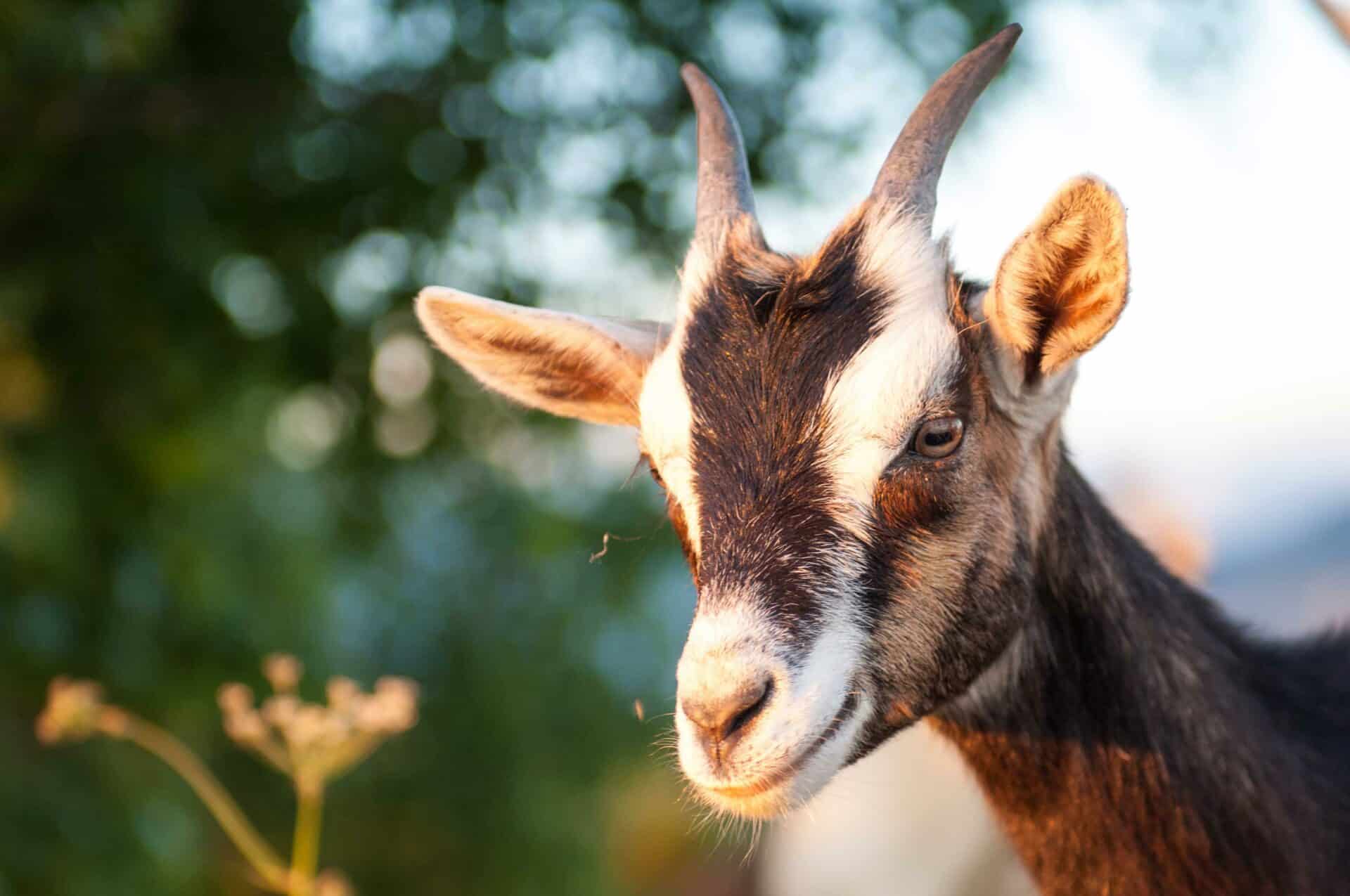 Expert Large Animal Veterinary Support in Sheffield