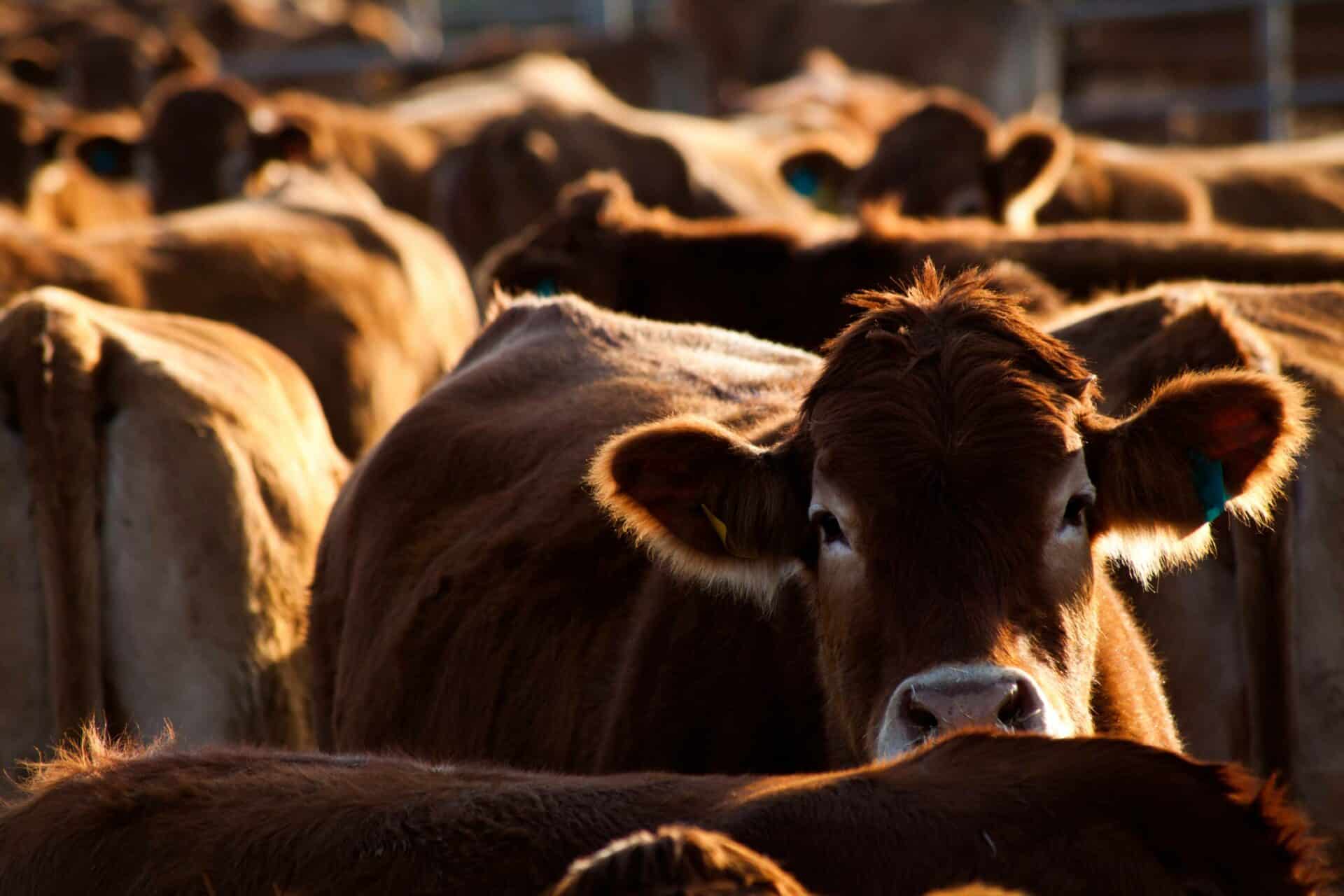Farm Calls & In-Clinic Care