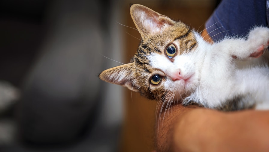 Feline Fine – 5 habits that positively impact the health of your cat
