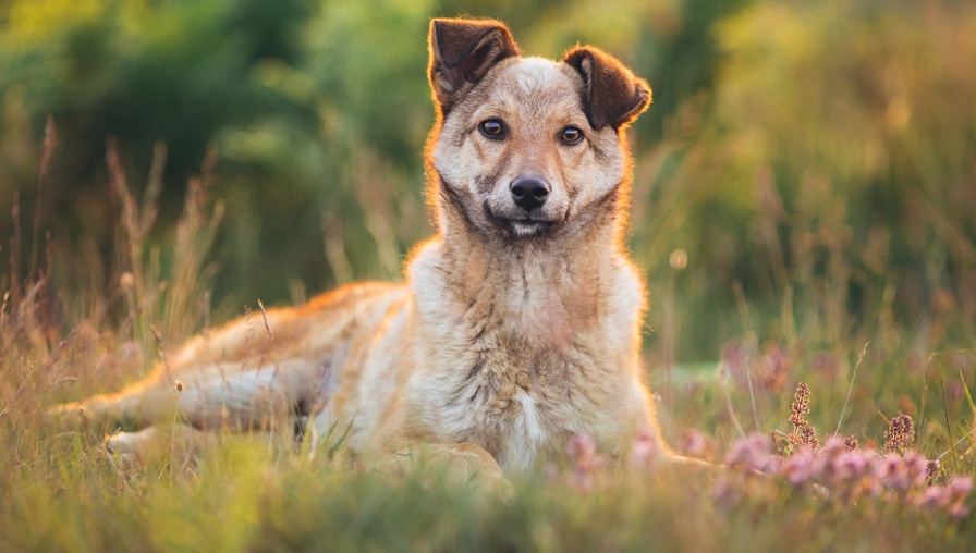 Heartworm 101: Understanding Risks and How to Protect Your Pet