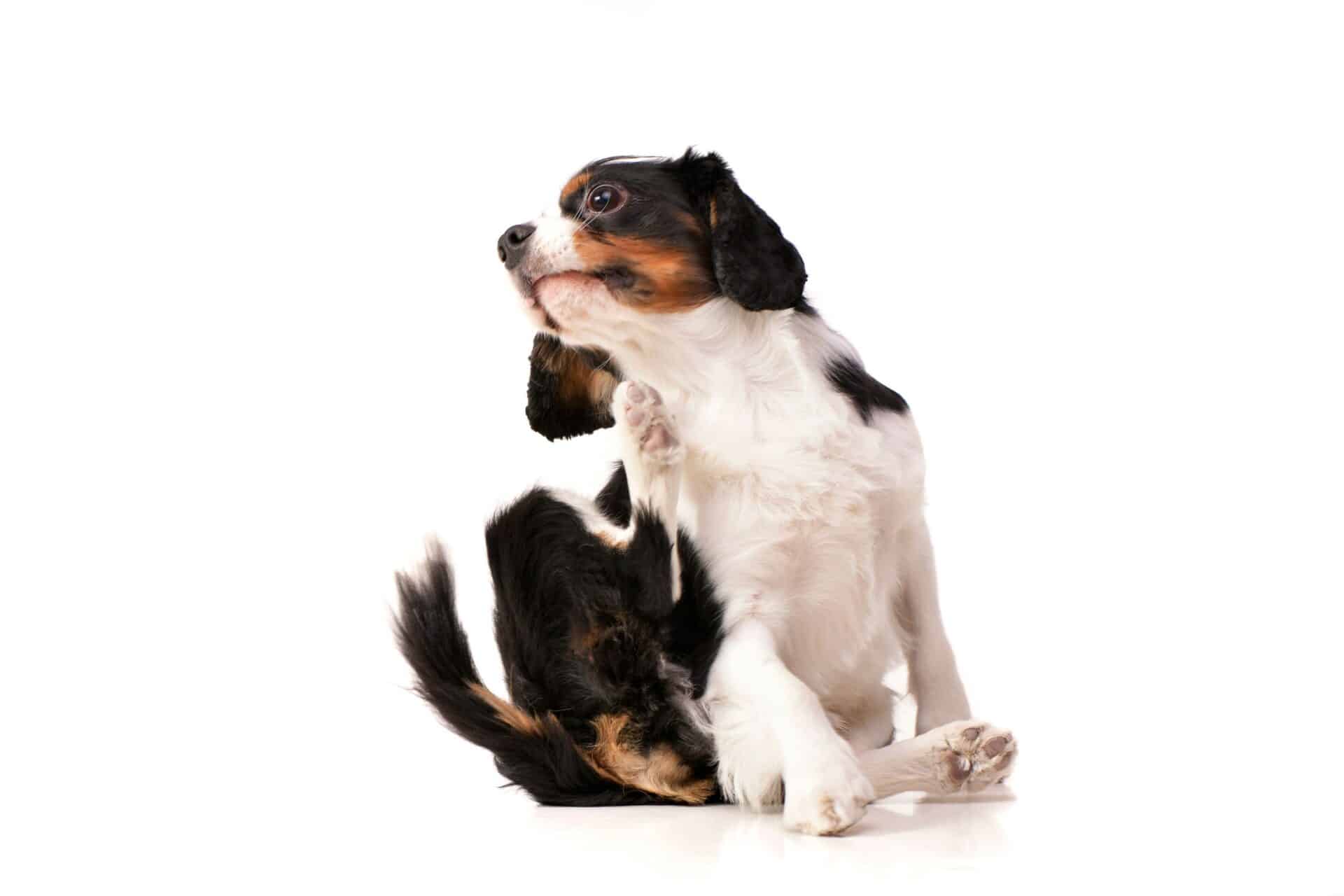 How to Recognize Skin Problems in Animals