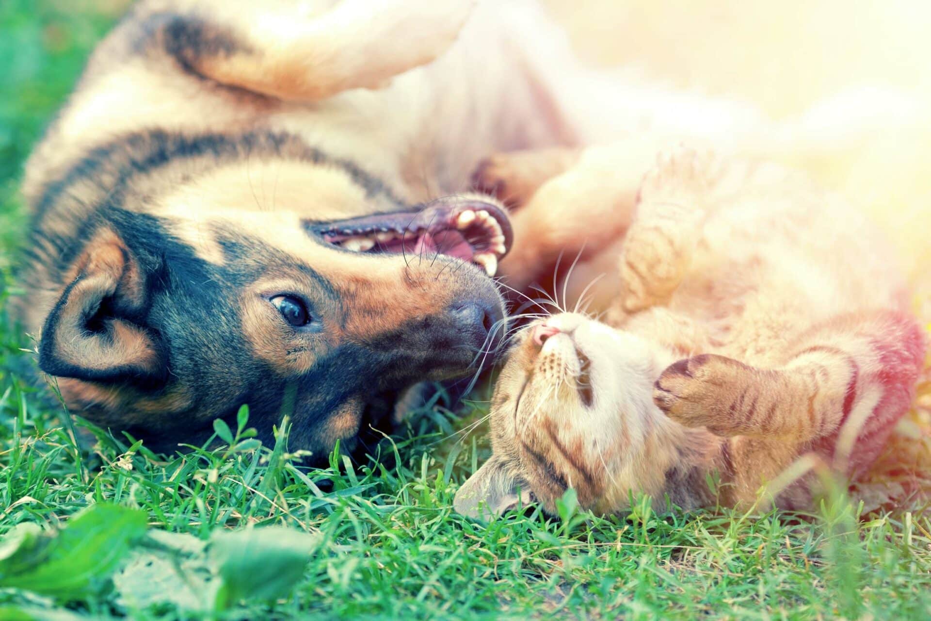 Join the Sheffield Veterinary Clinic family today!