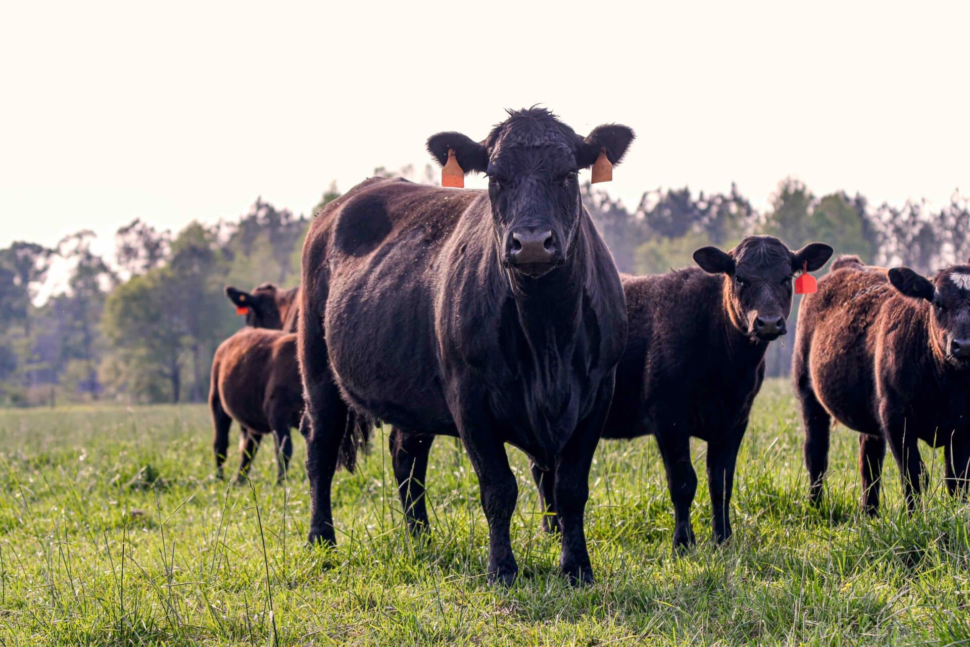 Large Animal Care