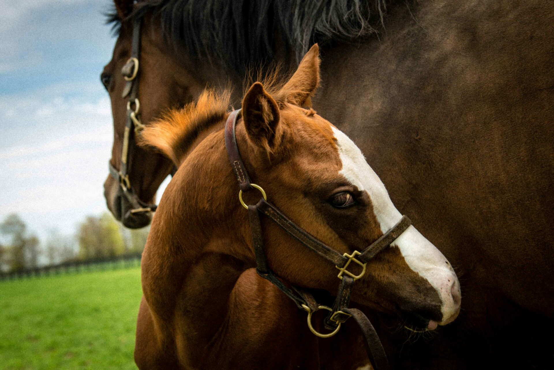 Large Animal Veterinary Care in Sheffield, IA