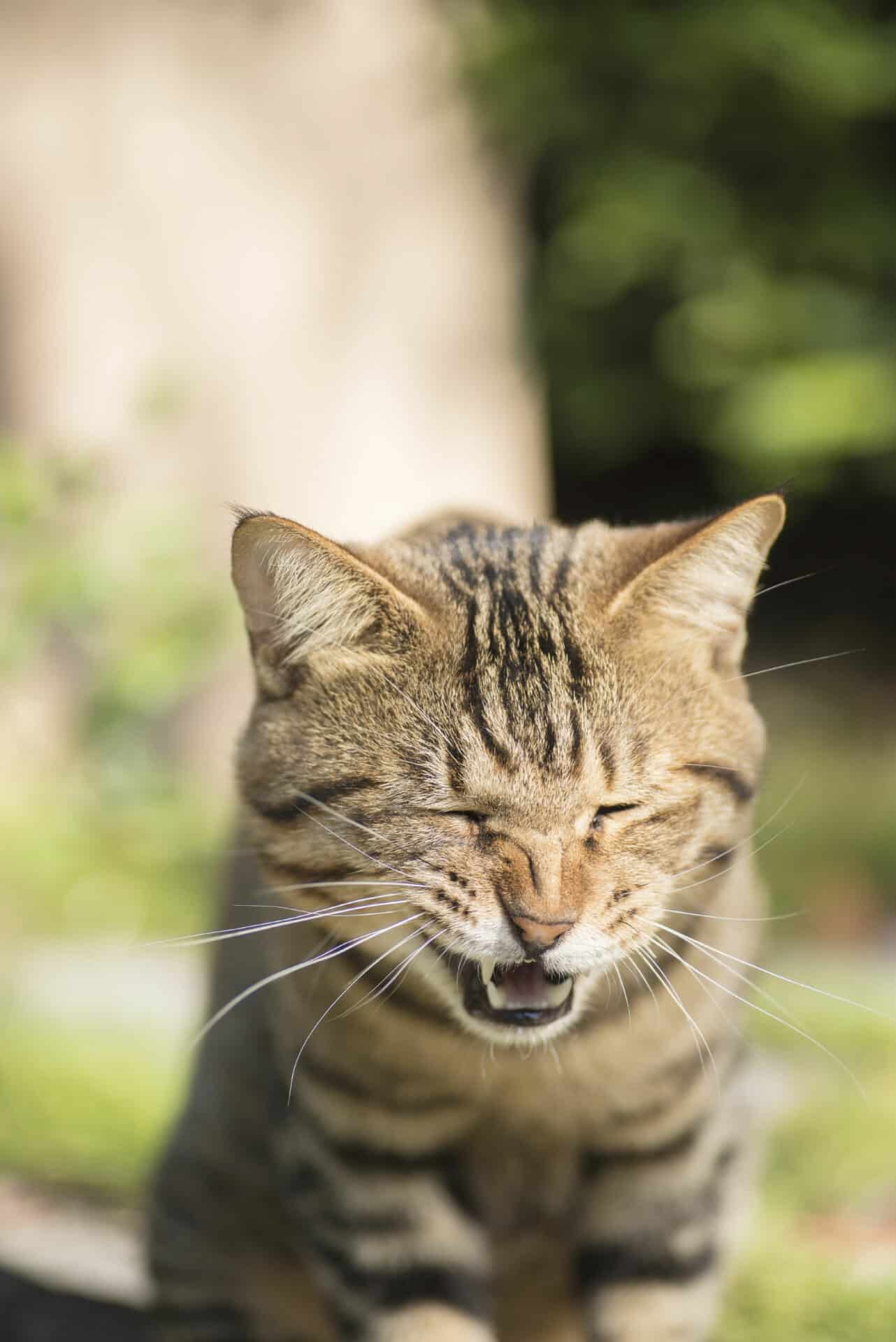 Pet Dental Care in Sheffield