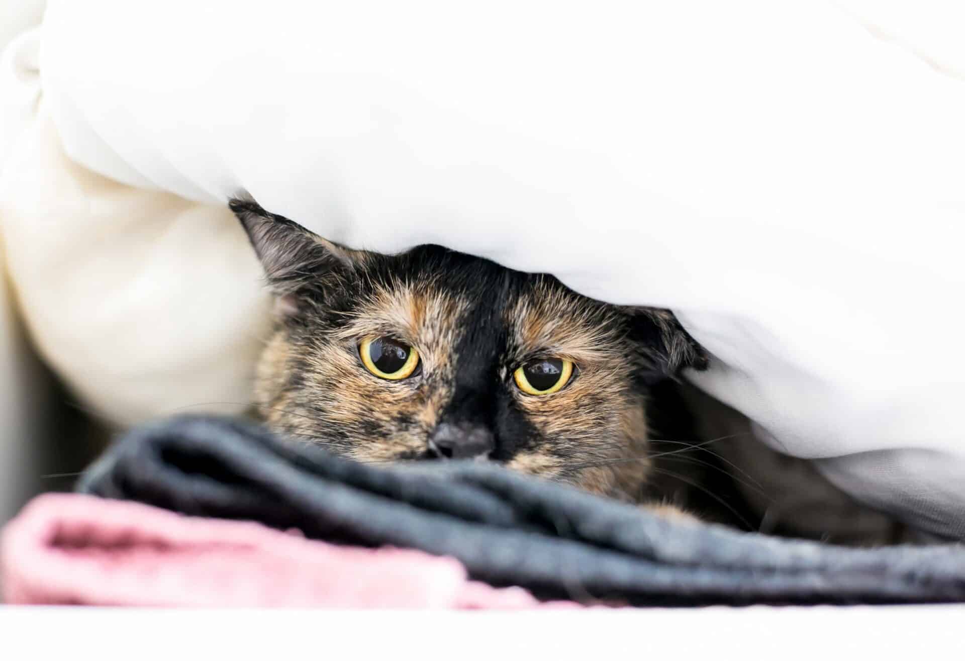 Pet & Large Animal Wellness Care | Sheffield Veterinary Clinic