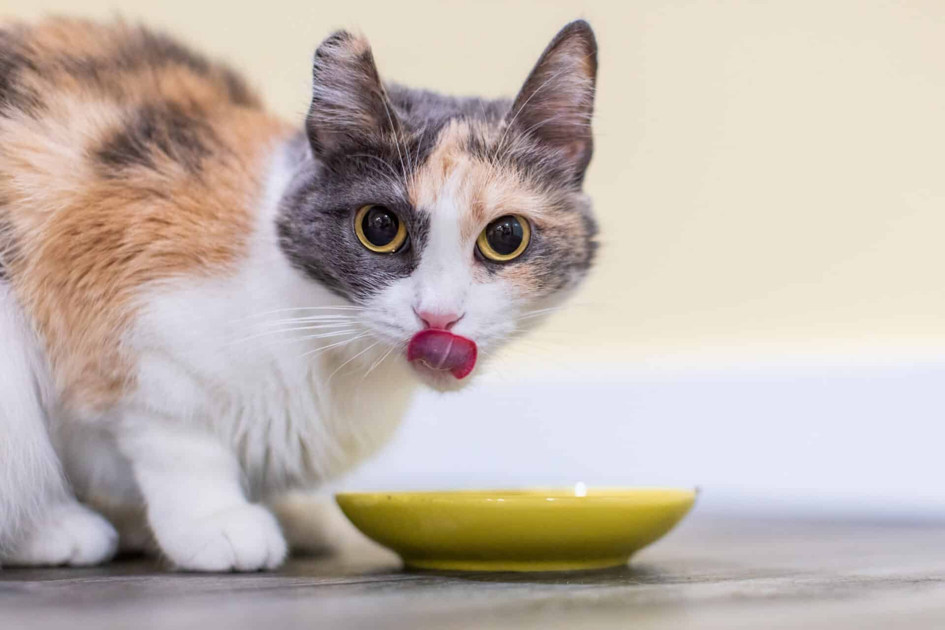 Preparing for Your Pet’s Surgery