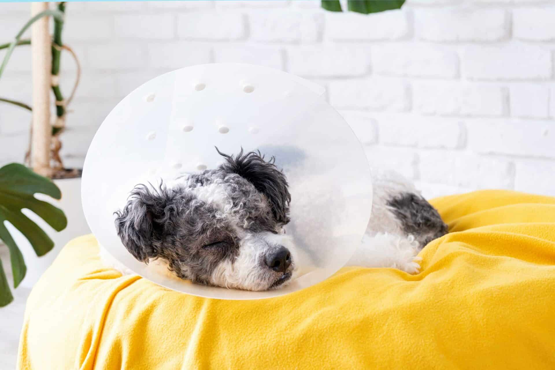 Routine Surgeries We Offer