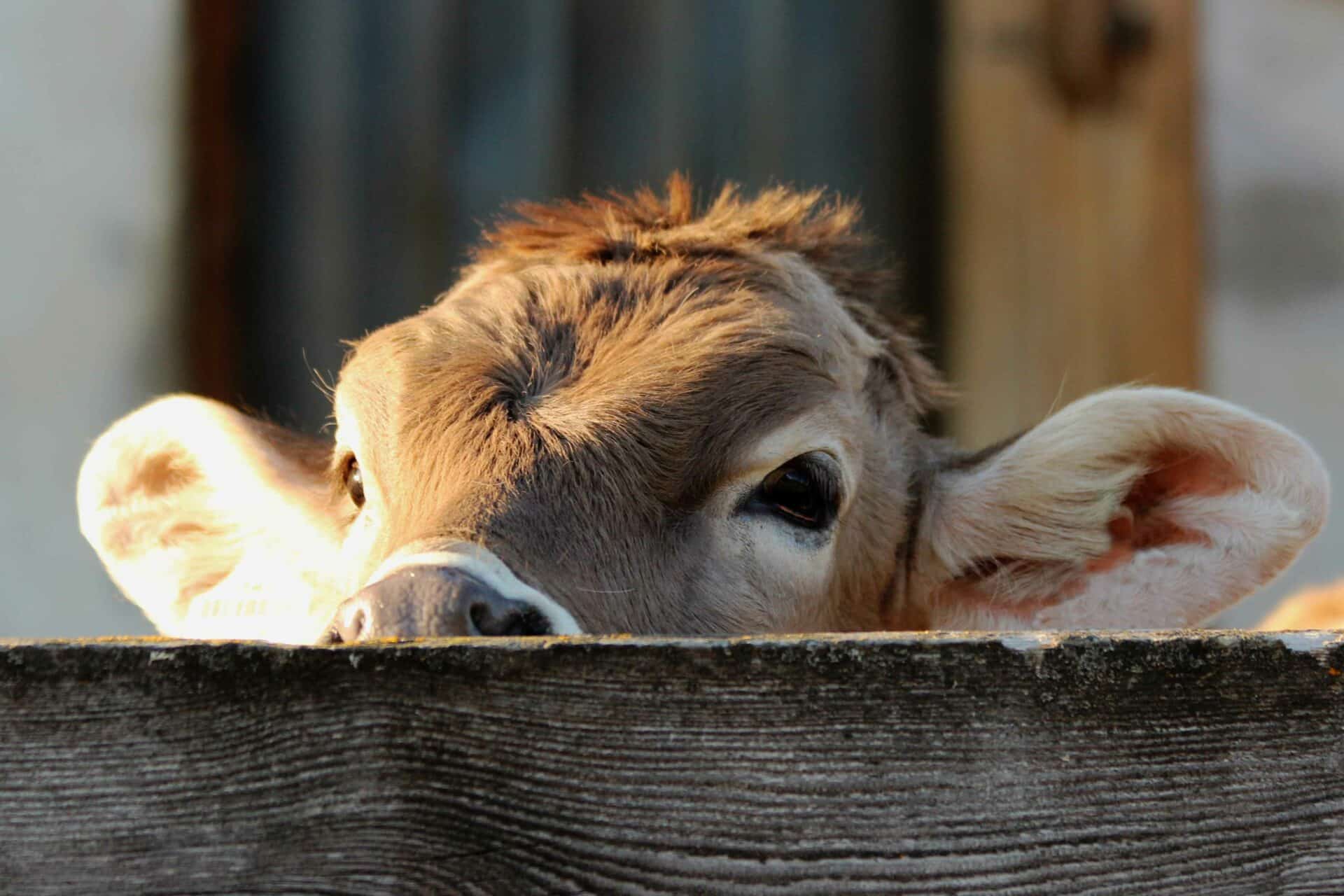Signs Your Animal May Be Sick