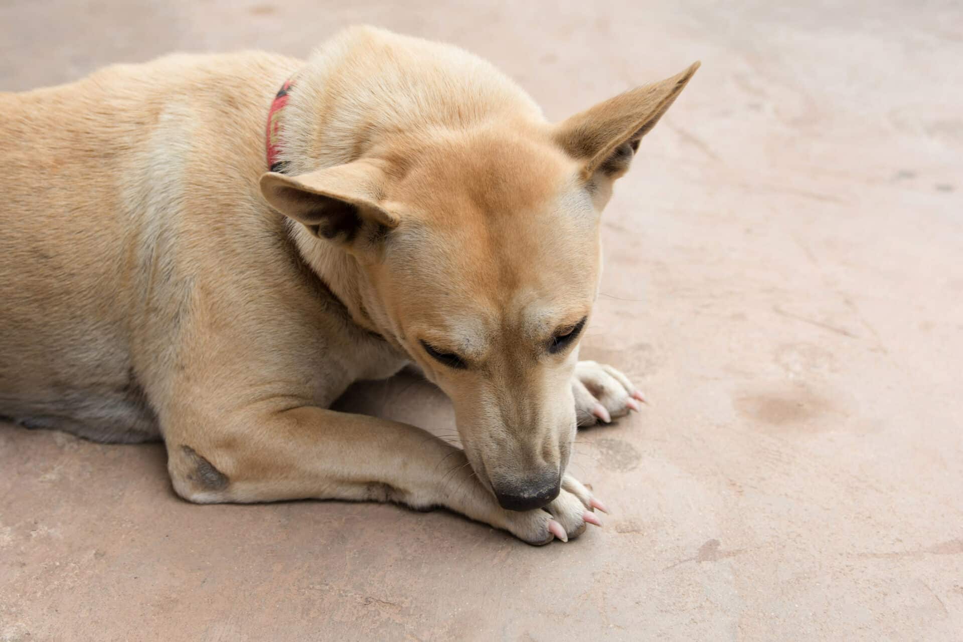 Treatment Options for Skin Issues in Pets