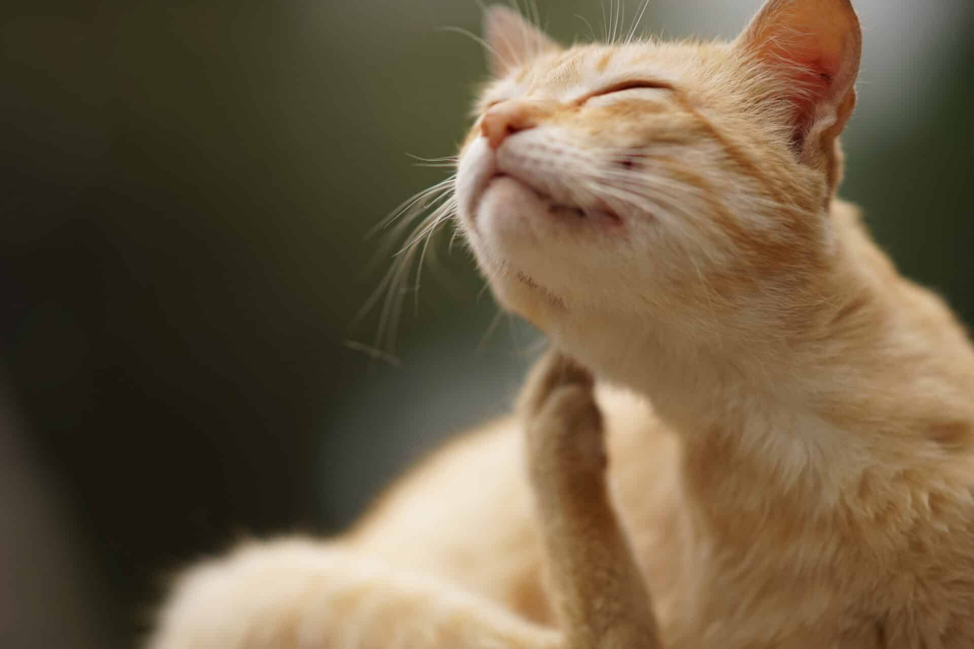 Veterinary Dermatology in Sheffield