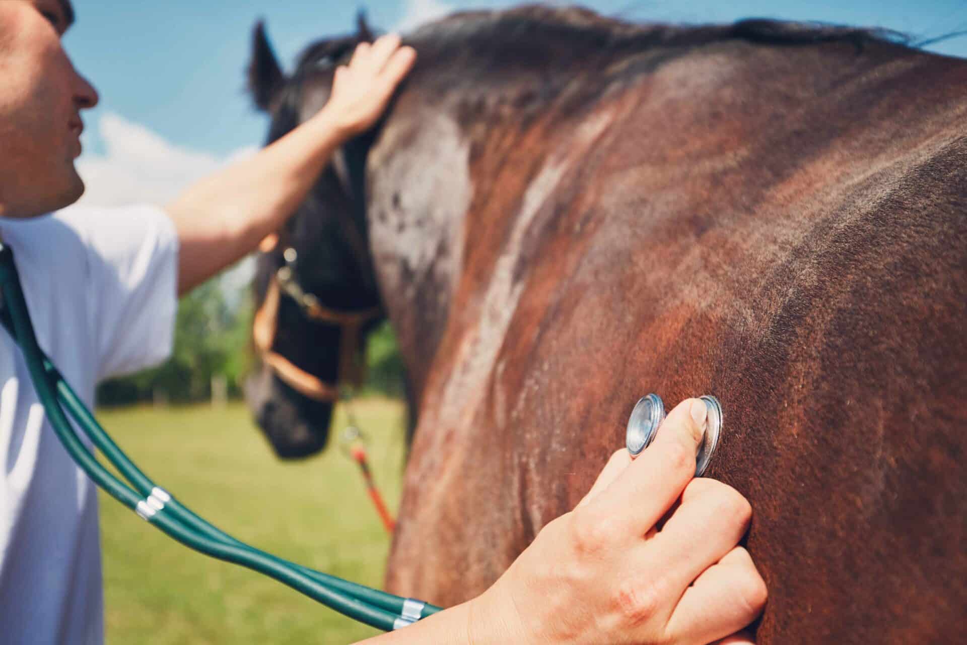 Wellness Care for Large Animals
