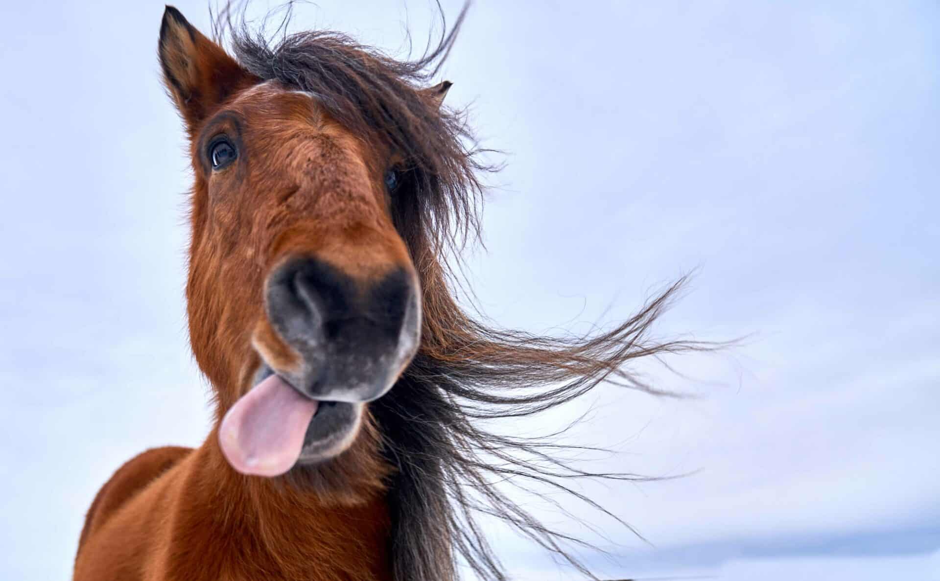 What’s Included in Our Pet Dentistry Services