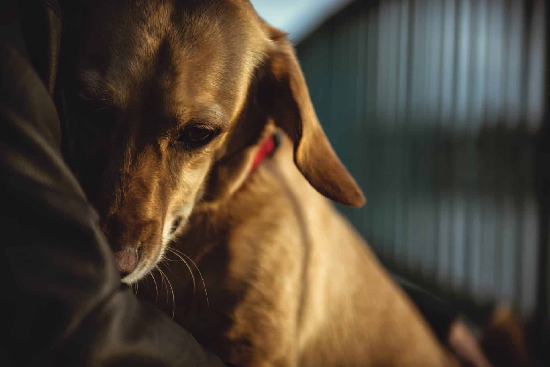 Why Families Choose Sheffield Veterinary Clinic