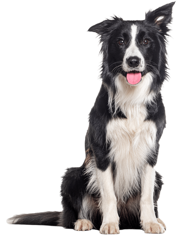 Why Choose Sheffield Veterinary Clinic?